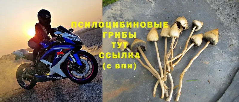 Галлюциногенные грибы Magic Shrooms  ОМГ ОМГ зеркало  Каргополь 